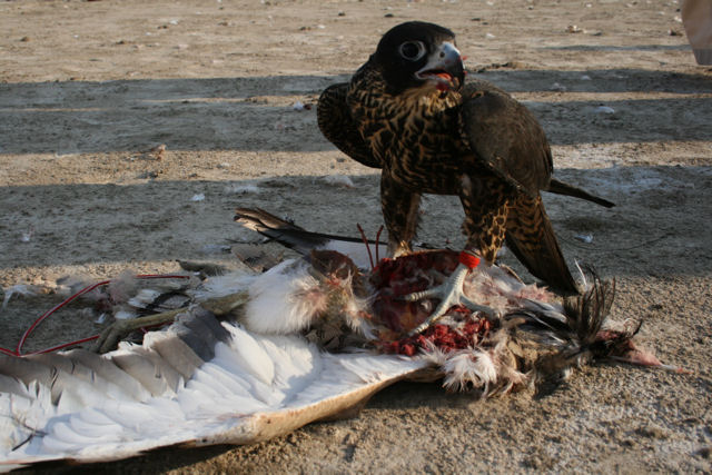 Falco peregrinus 'Pealei'